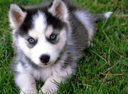 爱游戏娱乐-绿茵兵法，当阿尔及利亚的深谋远虑，对上塞内加尔的疾风烈火