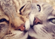 爱游戏在线-速度与勇气的交响，从绿茵场到F1赛道的决胜瞬间