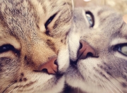 爱游戏在线-速度与勇气的交响，从绿茵场到F1赛道的决胜瞬间