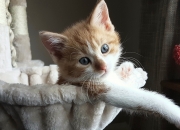 爱游戏大厅-关键先生文班亚马，步行者关键战突围火箭