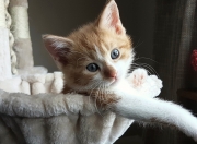 爱游戏大厅-关键先生文班亚马，步行者关键战突围火箭