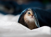 爱游戏在线-双城记，当火箭穿过王冠的缝隙，少年在欧洲的寒夜里点燃星辰