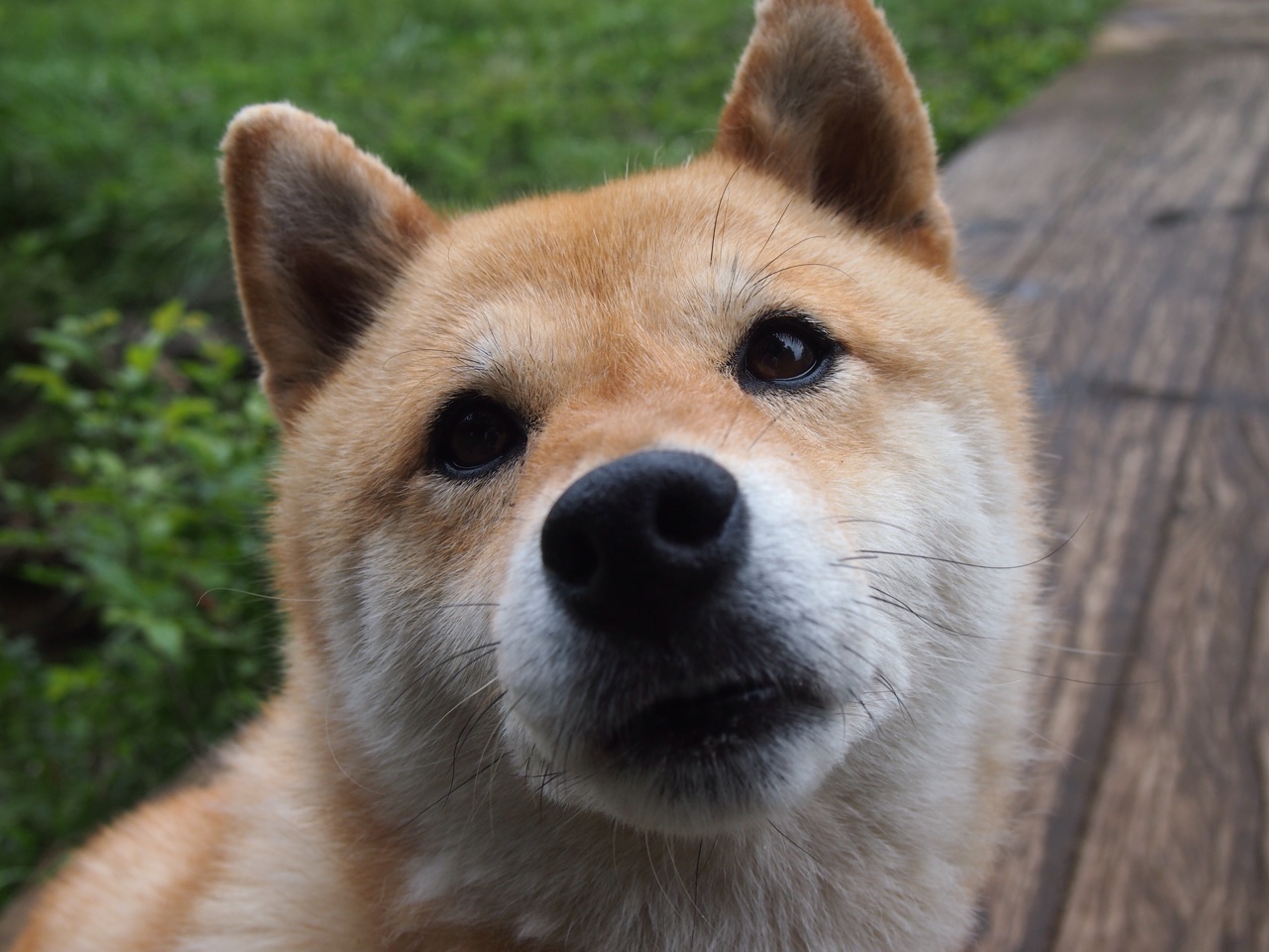 金州勇士横扫新疆队，克莱神射化身关键先生