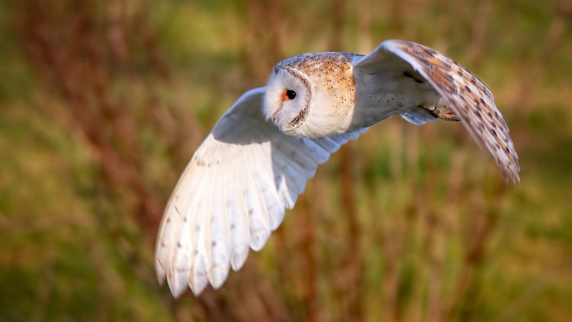 金玟哉闪耀国际赛场，巴拉圭补时绝杀玻利维亚—足球之夜的激情与奇迹