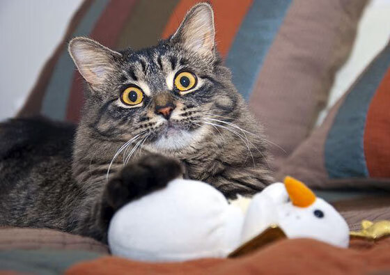 双星闪耀，浙江队收割上海队，塔图姆在意甲焦点战接管比赛