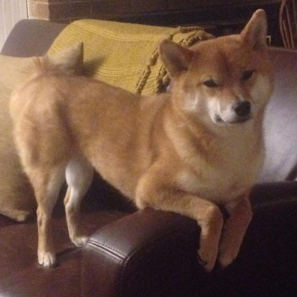 蒂亚戈，新凯尔特战士，用数据谱写的红龙史诗