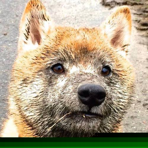 若日尼奥的无声交响,塞维利亚在秩序迷宫中的窒息与迷失