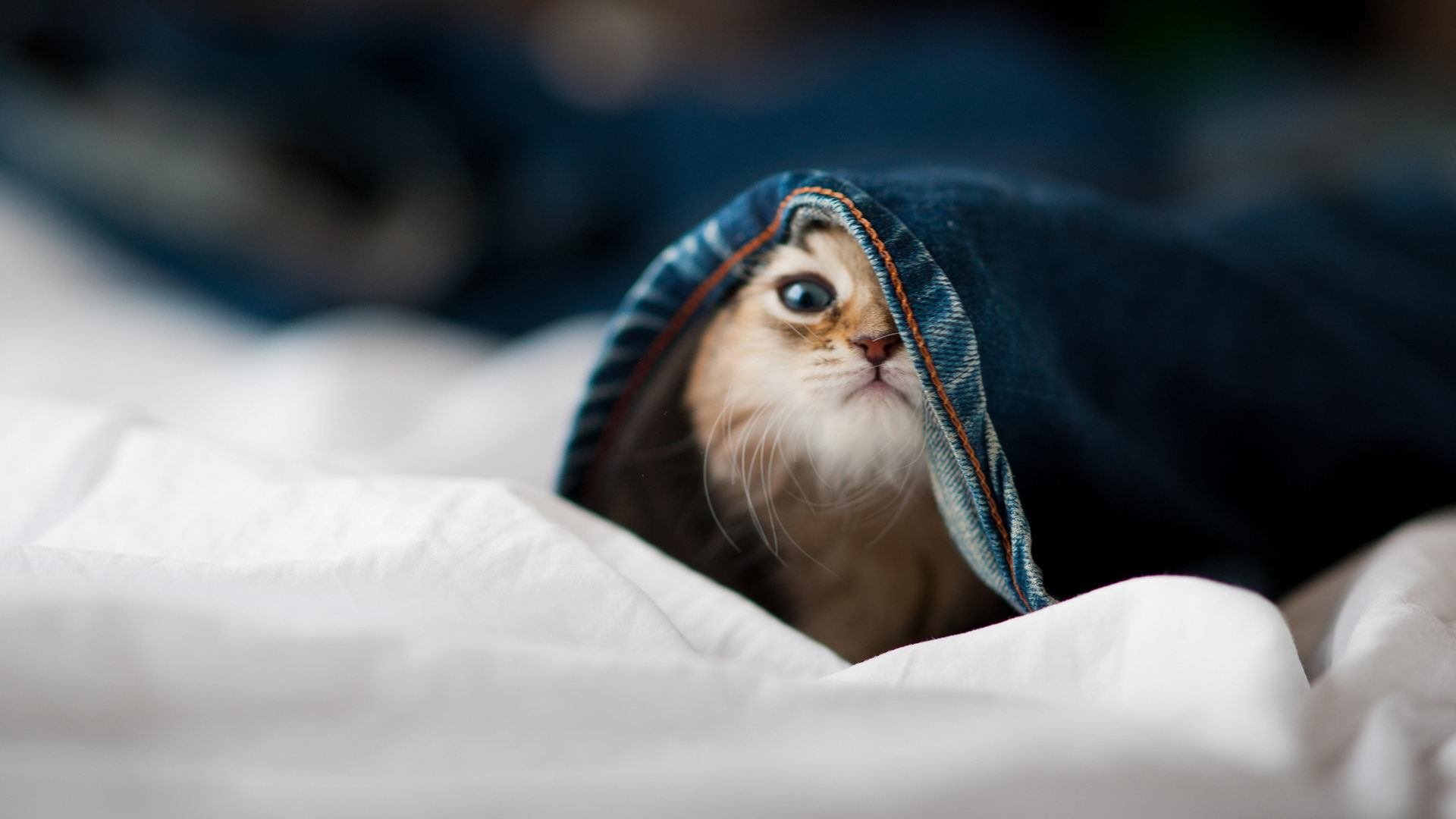 双城记,当火箭穿过王冠的缝隙,少年在欧洲的寒夜里点燃星辰