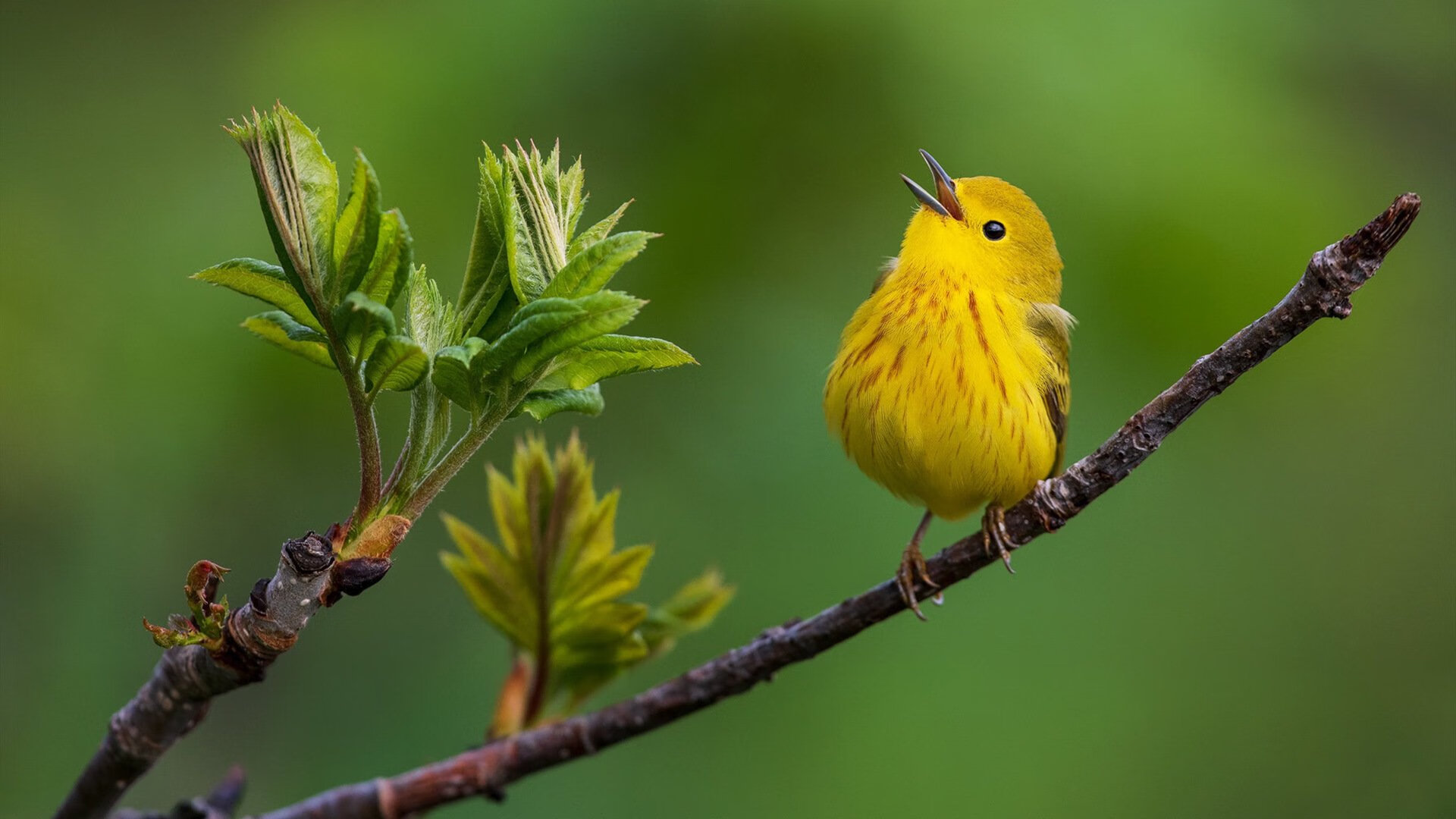 墨西哥绝境逆转与厄德高赛道接管,奇迹背后,是精准计算的偏执